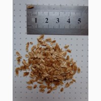 Семена Туя складчатая, Туя гигантская (0.5гр. - 20грн)
