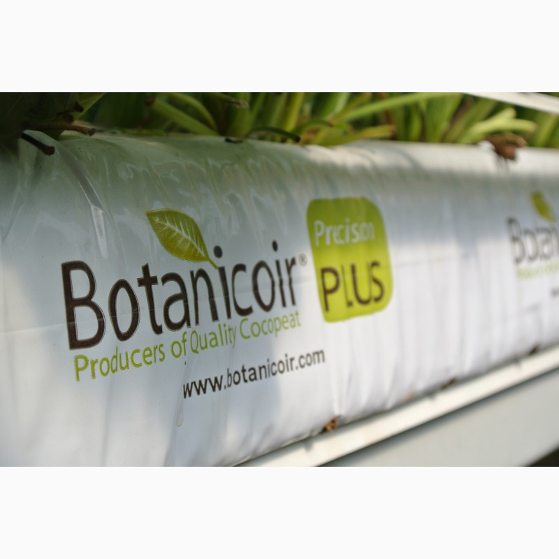 Фото 2. Субстрат кокосовый Botanicoir для выращивания клубники методом гидропоники