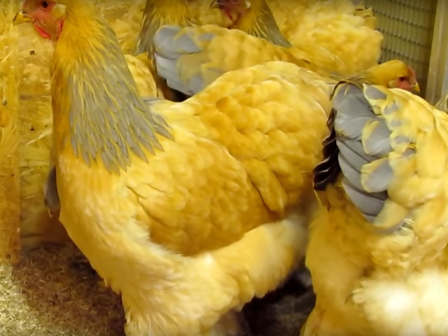Фото 4. Цыплята или инкубационные яйцо Брамы Кремовые, колумбийские. Все фото мои, не интернет