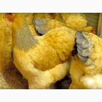 Цыплята или инкубационные яйцо Брамы Кремовые, колумбийские. Все фото мои, не интернет