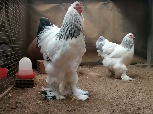 Фото 6. Цыплята или инкубационные яйцо Брамы Кремовые, колумбийские. Все фото мои, не интернет