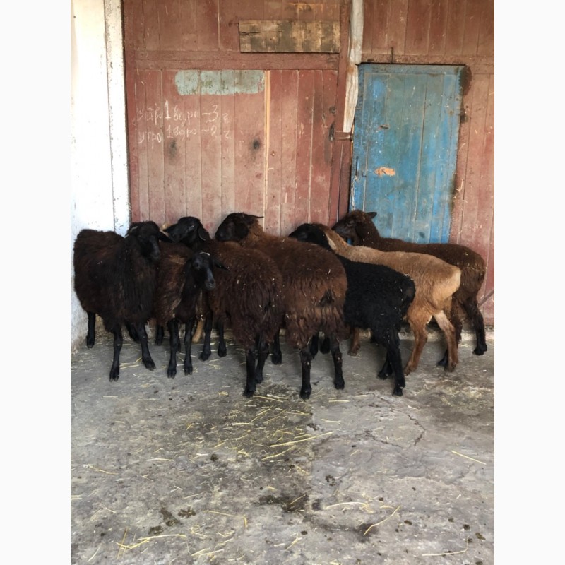 Фото 2. Продам овец Баранов ягнят разных пород