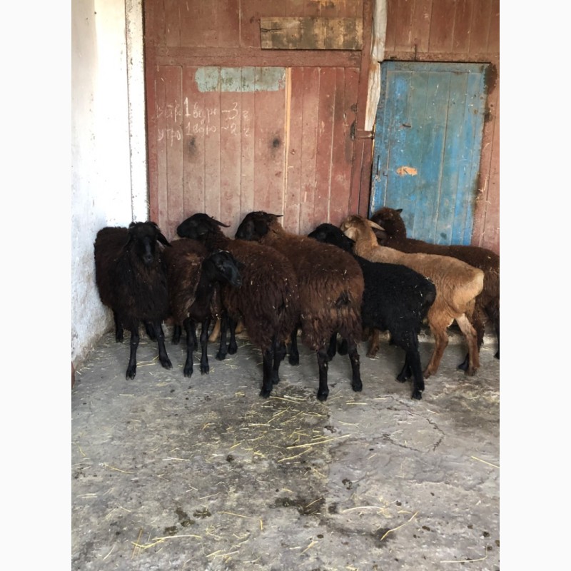 Фото 3. Продам овец Баранов ягнят разных пород