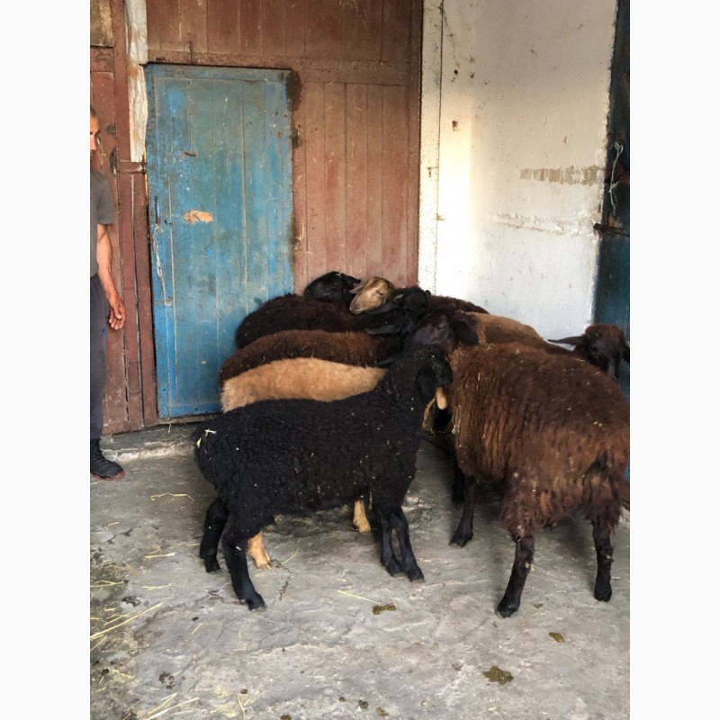 Фото 4. Продам овец Баранов ягнят разных пород