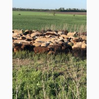 Продам овец Баранов ягнят разных пород