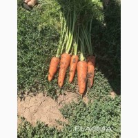 Морква з поля, грузимо в мішки овощні білі