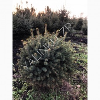 Ель Канадская (Picea glauca Cinderella)