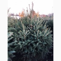 Ель Канадская (Picea glauca Cinderella)