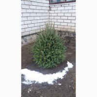 Ель Канадская (Picea glauca Cinderella)