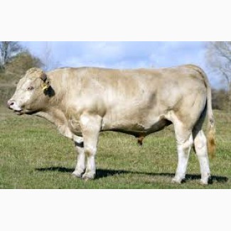 Заготівля худоби корів биків бараній