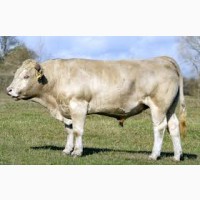 Заготівля худоби корів биків бараній