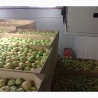 Холодильник камера хранения яблок камера холодильна зберігання сливи, груши