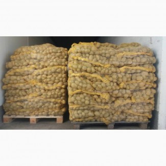 Продам товарный Картофель сетевого качества 5+ сорта - Аризона, Коломбо, Импала, Мелоди