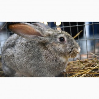 Комбикорм для кроликов от 6 недель Откорм