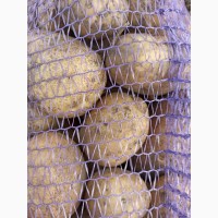 Продам нассіневу картоплю сорт Арізона 2-3 репродукція