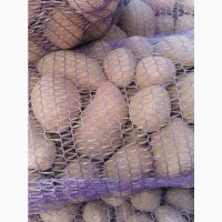 Продам картофель с песка сорт Пикассо, Рикардо, Гранада, без проблем и болезней, калибр 5