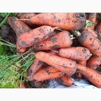 Морква на общепит или переработку
