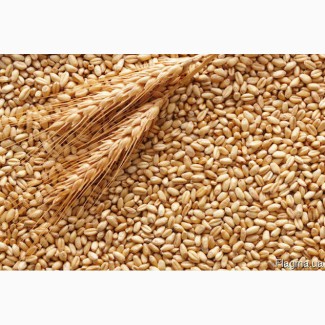 Продам пшеницю 500 т