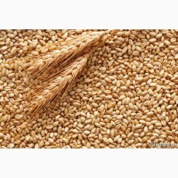 Продам пшеницю 500 т