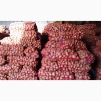 Продам насіння картоплі сорту Ред Леди Ред Ледi оптом