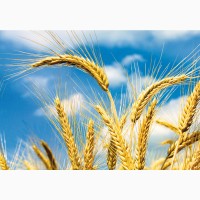 Пропонуємо портії зерна на умовах FCA або DDP///We offer grain portions on FCA or DDP term