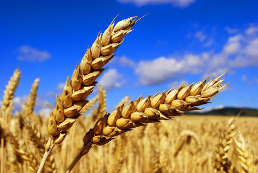 Фото 2. Пропонуємо портії зерна на умовах FCA або DDP///We offer grain portions on FCA or DDP term