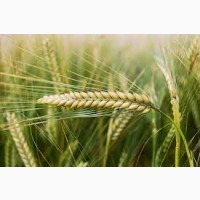 Пропонуємо портії зерна на умовах FCA або DDP///We offer grain portions on FCA or DDP term
