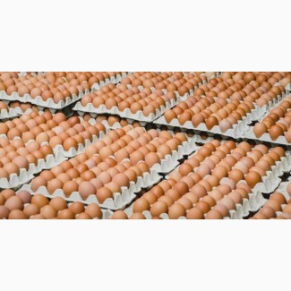 Продам свежее куриное яйцо (Одесса)
