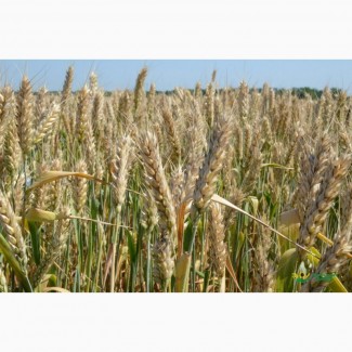Породам посівний матеріал пшениці Катруся Одеська 1ша реп-ція
