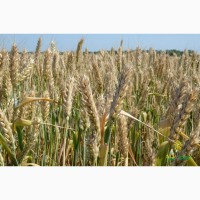 Породам посівний матеріал пшениці Катруся Одеська 1ша реп-ція