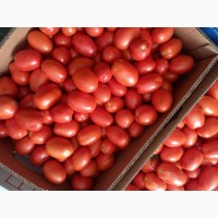 Продам помідори від виробника декілька сортів. Відпускаем від 5 тонн