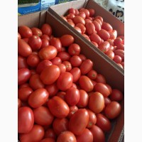 Продам помідори від виробника декілька сортів. Відпускаем від 5 тонн