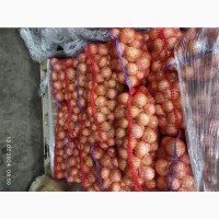 Продам лук в Киеве
