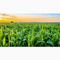 Семена кукурузы ДН Рубин ФАО 290 Рост Агро