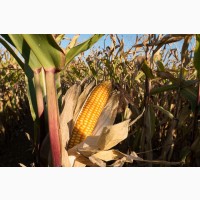 Канадське насіння гібрида кукурудзи Coburg Bt 236 ФАО 290