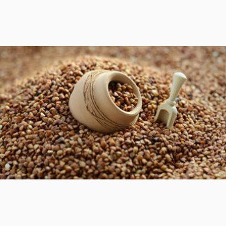 Крупозавод «Озерянка» шукає постачальників зерна гречки на постійній основі