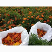 Продам сухі квіти чорнобривців (переважно темного кольору)