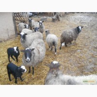 Продам романівські вівці!!!