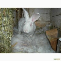 Продам кроликов Белый Паннон