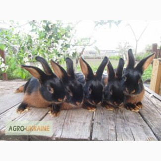 Продам черно-огненных кроликов