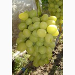 Продам саженцы винограда столовых и технических сортов