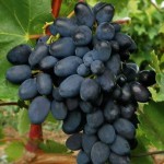 Продам саженцы винограда столовых и технических сортов