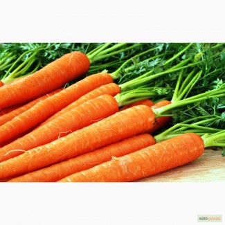 Интересует Морковь