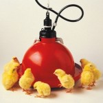 Автоматические колокольные поилки для птицы: бройлеров, индюков, гусей, цыплят