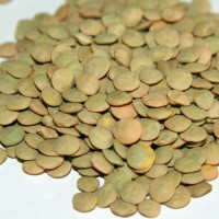 Продаем семена чечевицы зеленой сорт Линза