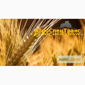 Уборка зерновых и масличных культур комбайнами Claas Lexion, John-Deere и др