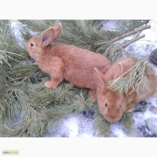 Кролики Новозеландцы красные 1-1, 5 месяца