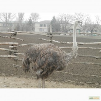 Продам семью африканских страусов