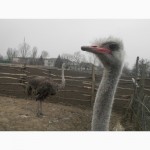 Продам семью африканских страусов