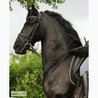 Добре навчений коня, чистокровний 4-річна фрійська кобила